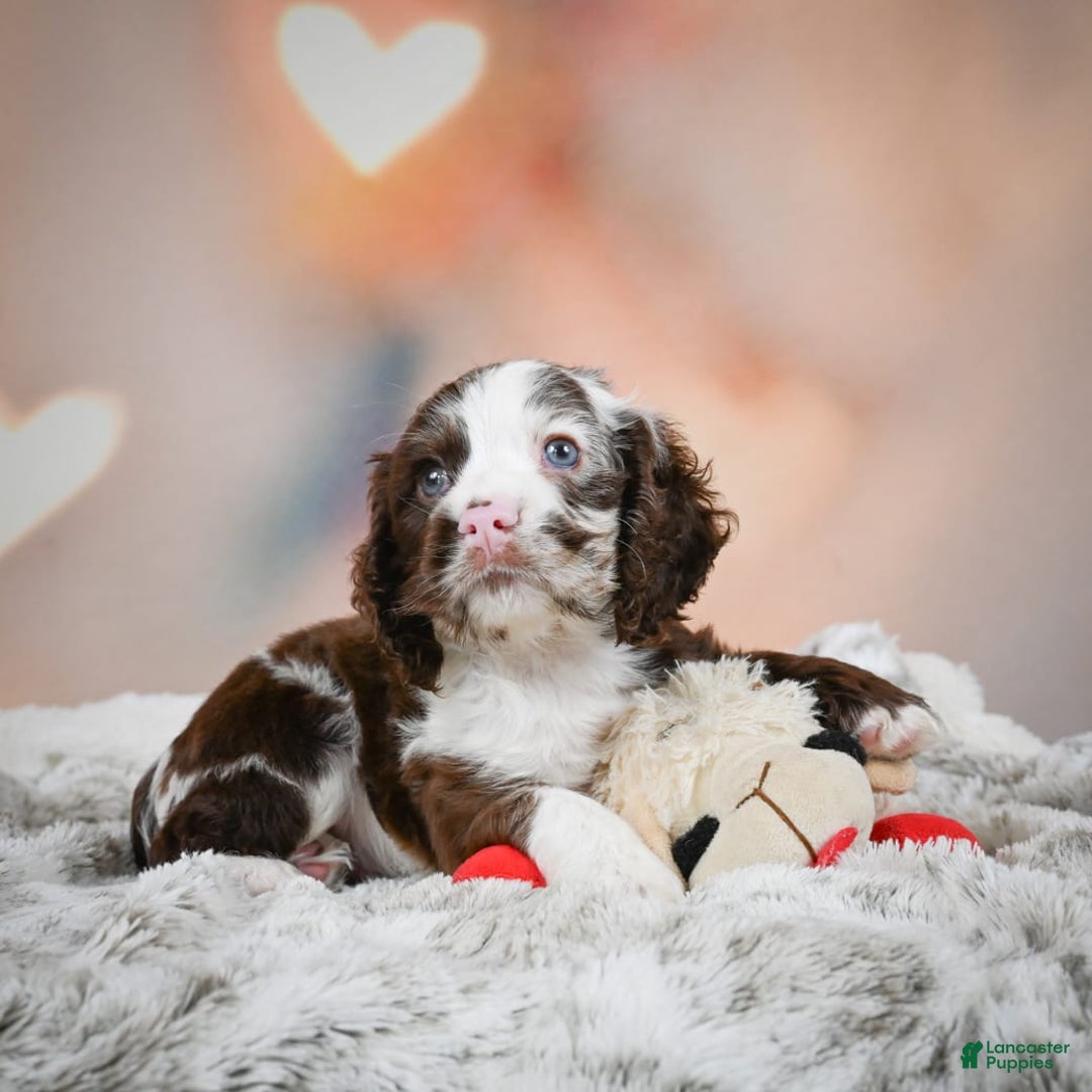 Cocker Spaniel dogs for sale: Jake - Image 2