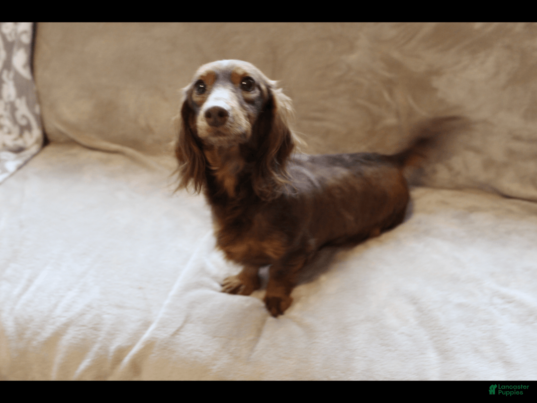 Miniature Dachshund dogs for sale: Gloria - Image 17