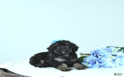 Toy Poodle dogs for sale: Twinkle - Image 8