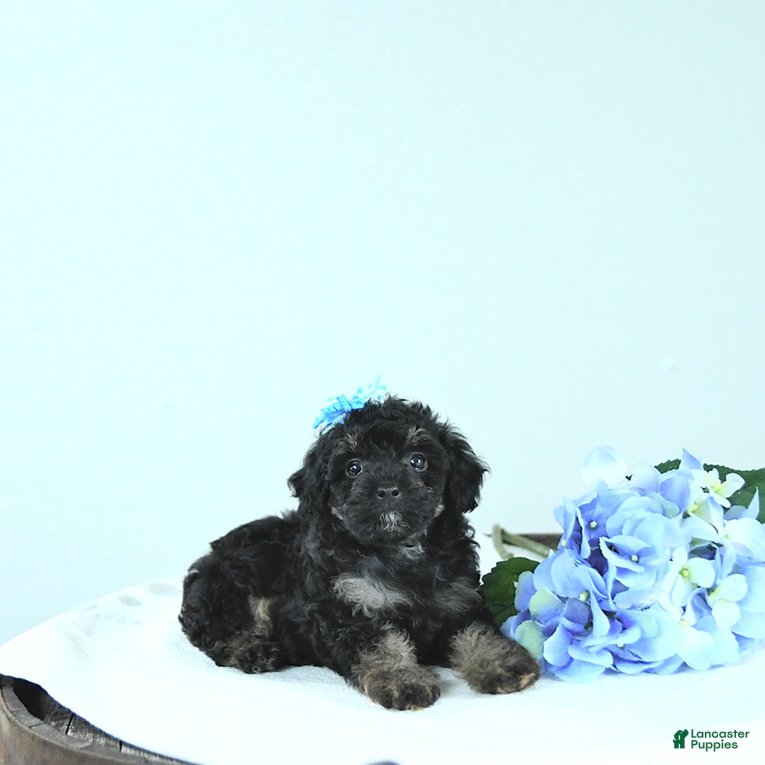 Toy Poodle dogs for sale: Twinkle - Image 8