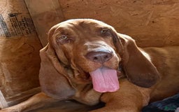 Bloodhound dogs for sale: Prissy - Image 2