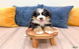 Bernese Mountain Dog dogs for sale: Axel - Image 5