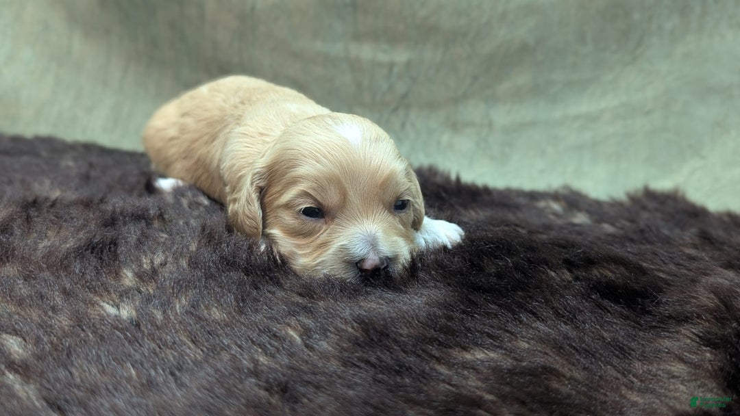 Cockapoo dogs for sale: Gobber - Image 12