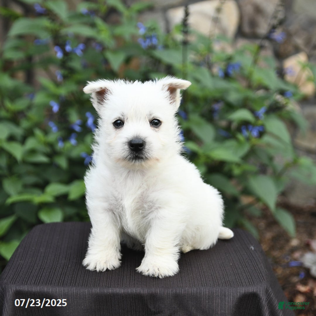 West Highland Terrier dogs for sale: Dustin - Image 2