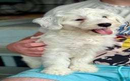 Mini Bernedoodle dogs for sale: Star - Image 16