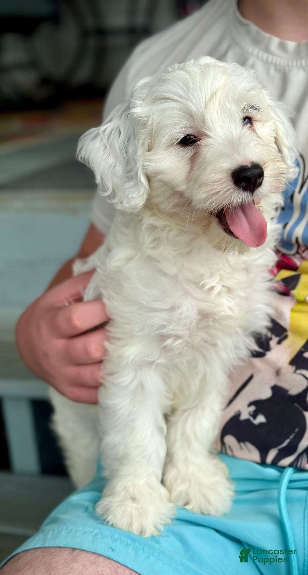 Mini Bernedoodle dogs for sale: Star - Image 16