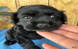 Cocker Spaniel dogs for sale: Tina - Image 11