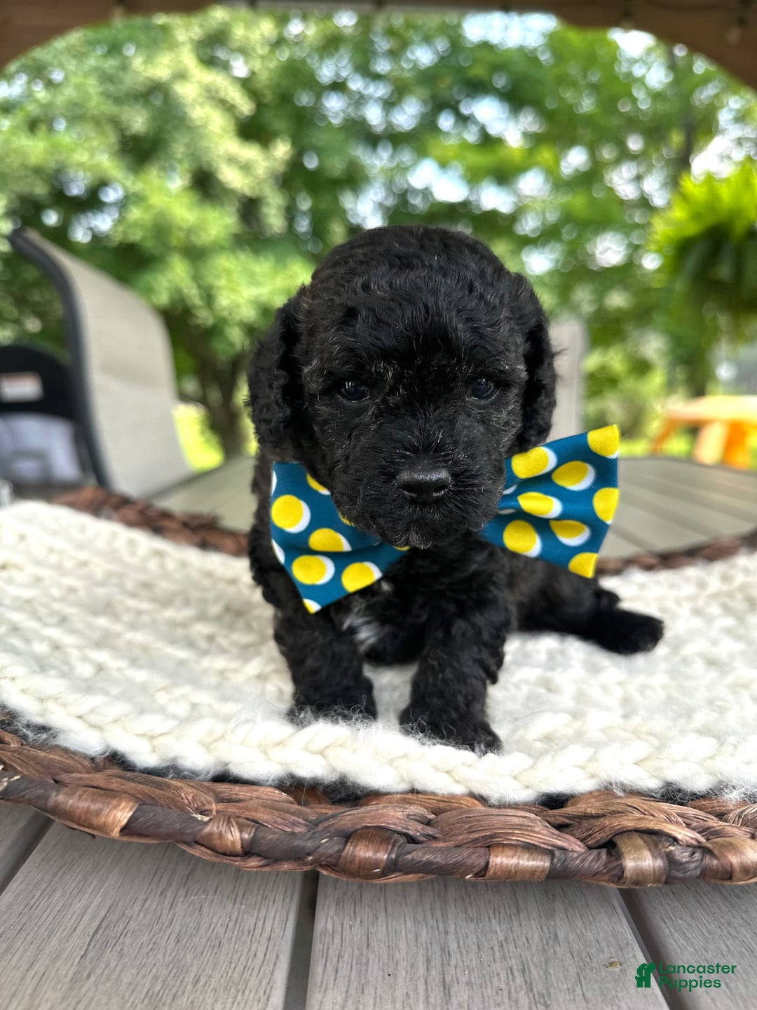 Miniature Poodle dogs for sale: Brindle boy - Image 2