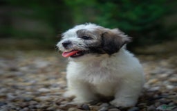 Teddy Bear dogs for sale: Cloud - Image 16