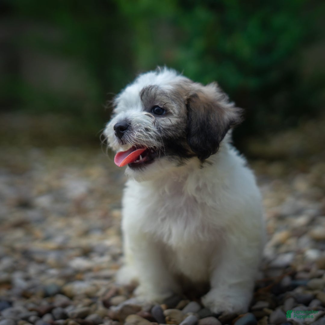 Teddy Bear dogs for sale: Cloud - Image 16