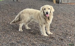 Miniature Golden Retriever dogs for sale: Daisy - Image 6