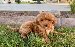 Cavapoo dogs for sale: Karla - Image 6