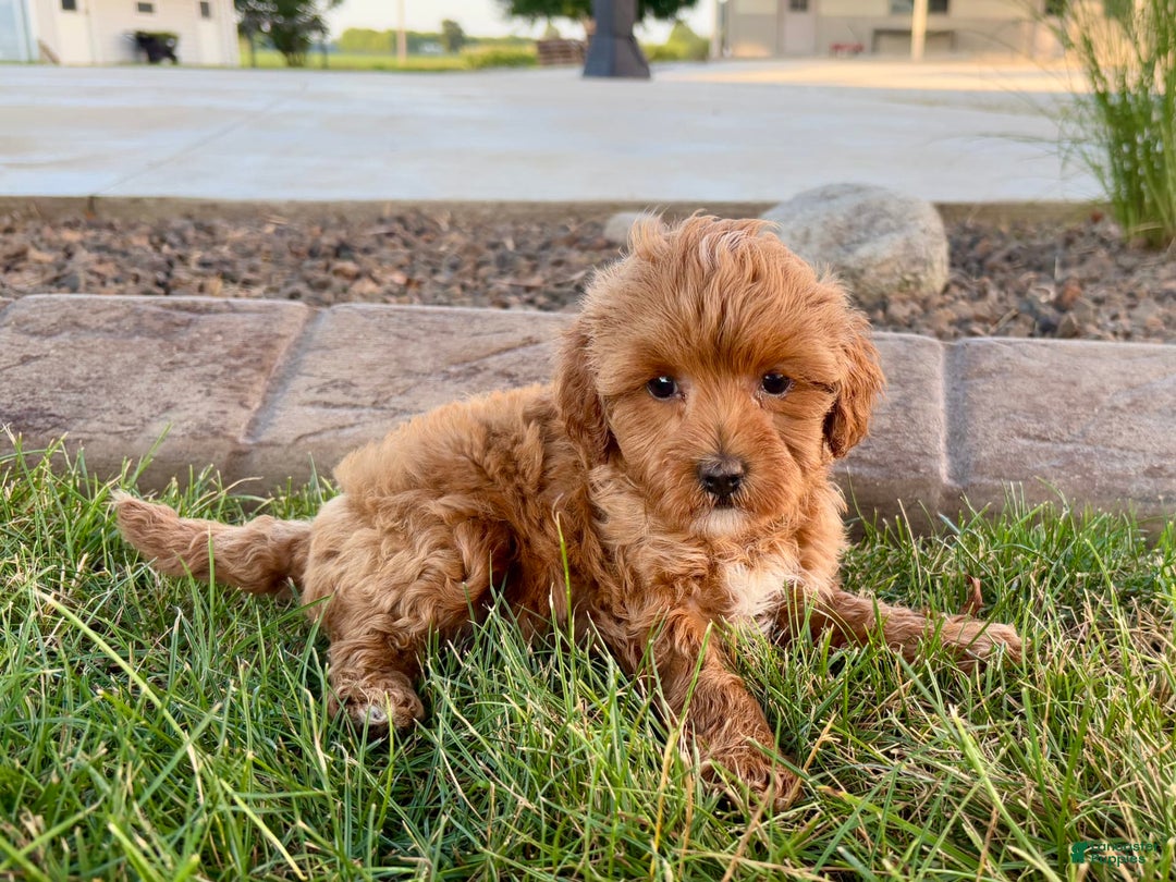 Cavapoo dogs for sale: Karla - Image 6