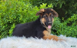 German Shepherd dogs for sale: Uma - Image 2