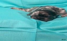 French Bulldog dogs for sale: Fendi - Image 7