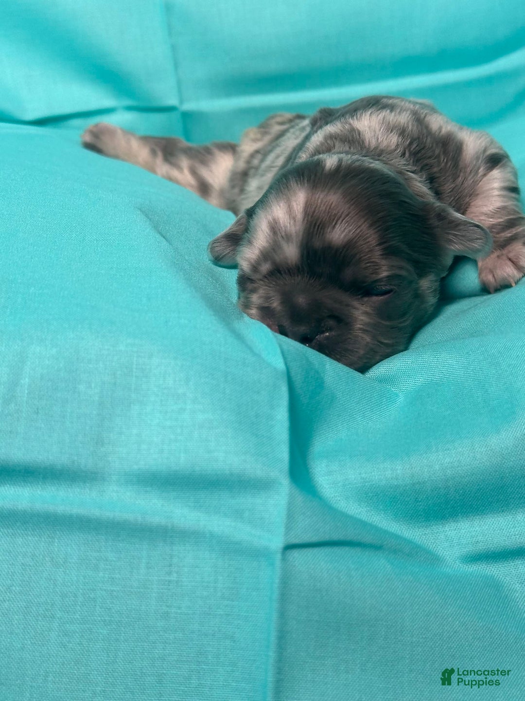 French Bulldog dogs for sale: Fendi - Image 7