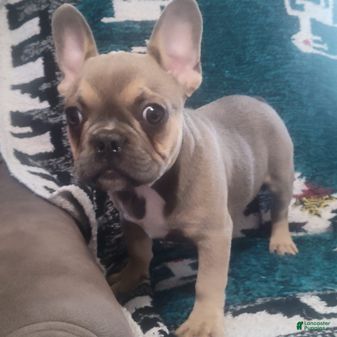 French Bulldog dogs for sale: French Bulldogs - Image 3