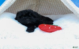Shihpoo dogs for sale: Kia - Image 14