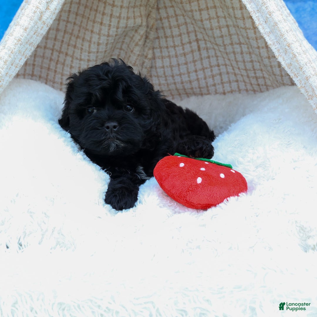 Shihpoo dogs for sale: Kia - Image 14