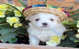 Teddy Bear dogs for sale: Arthur - Image 6