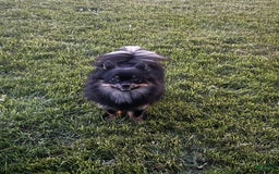 Pomeranian dogs for sale: Number 3 - Image 3