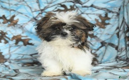 Shih Tzu dogs for sale: Everest - Image 18
