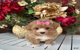 Maltipoo dogs for sale: TESSA - Image 1