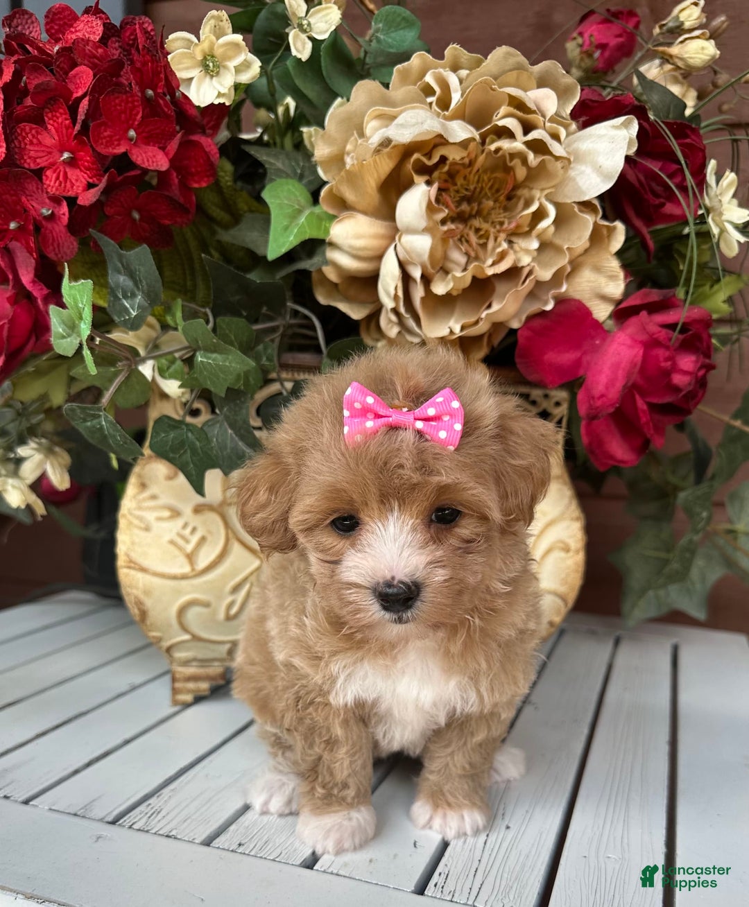 Maltipoo dogs for sale: TESSA - Image 1