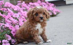 Mini Goldendoodle dogs for sale: Tiny - Image 2