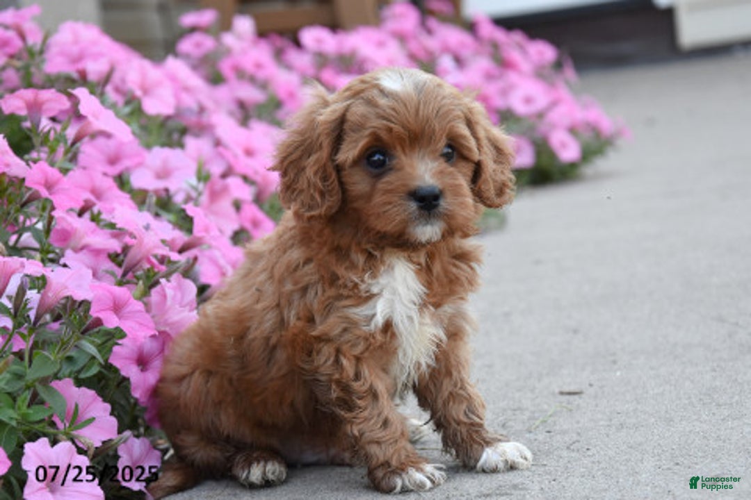 Mini Goldendoodle dogs for sale: Tiny - Image 2
