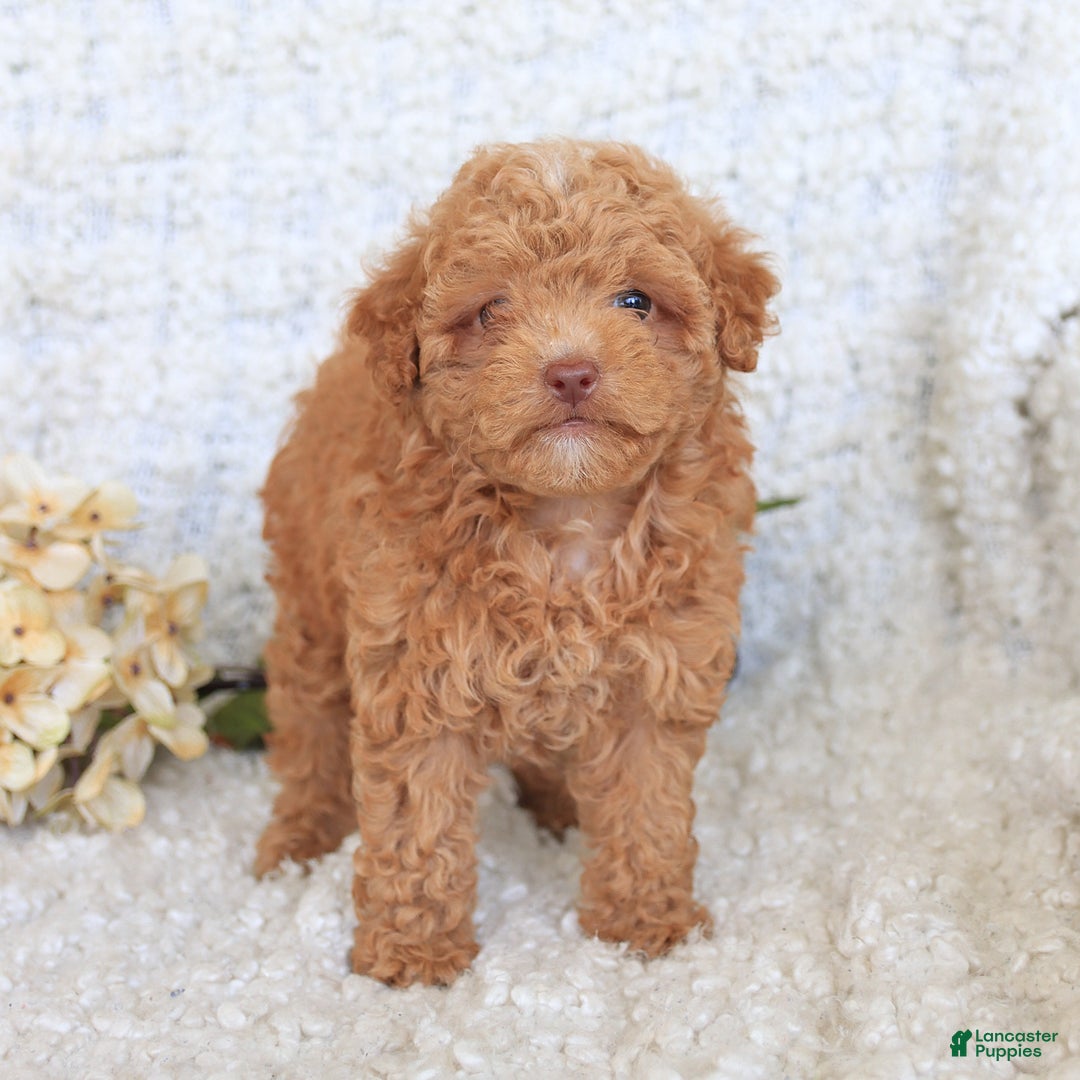 Toy Poodle dogs for sale: Blossom - Image 2