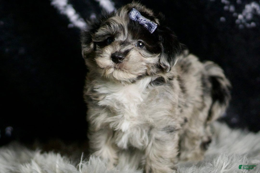 Maltipoo dogs for sale: Picasso - Image 3