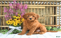 Mini Goldendoodle dogs for sale: Kash - Image 4