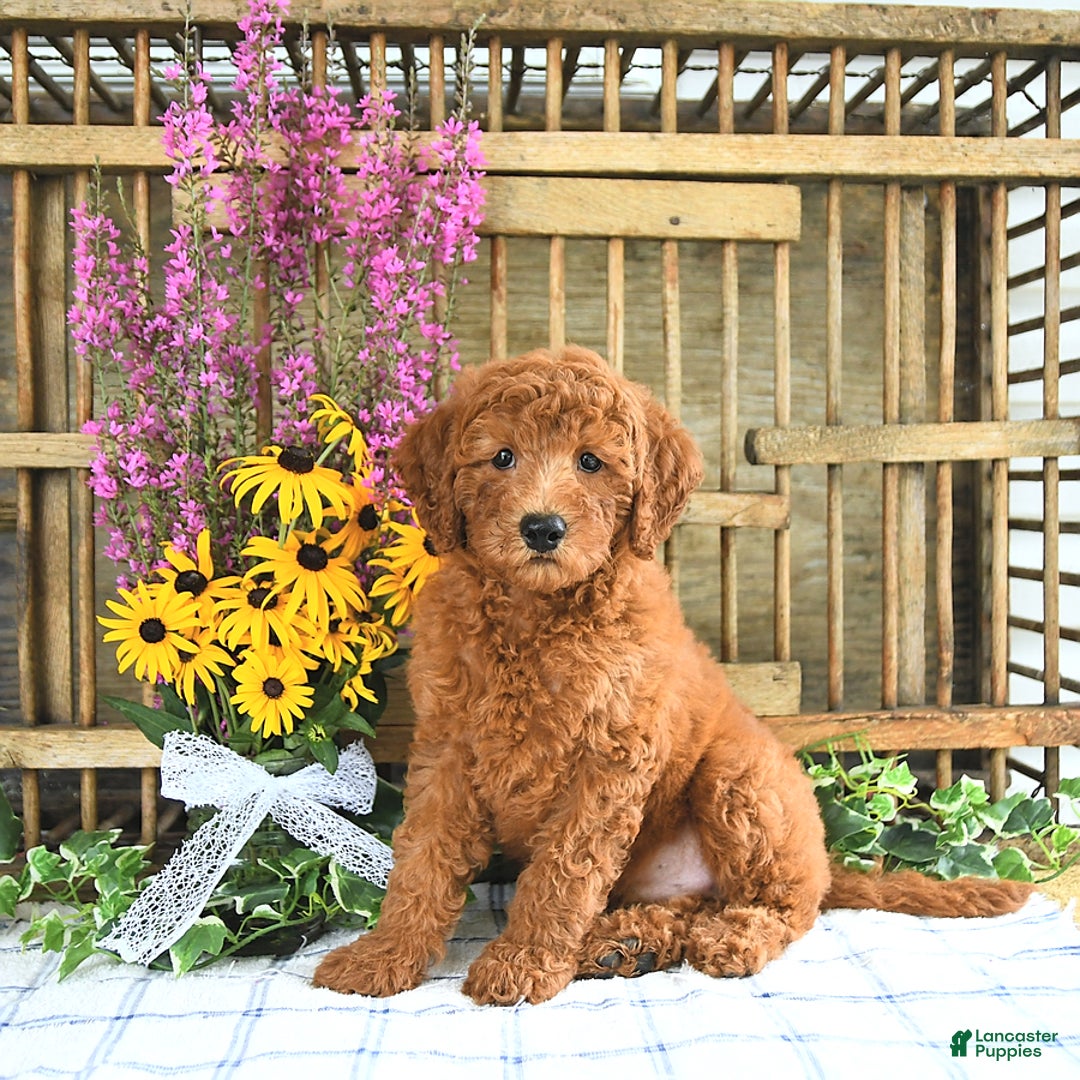 Mini Goldendoodle dogs for sale: Kash - Image 4