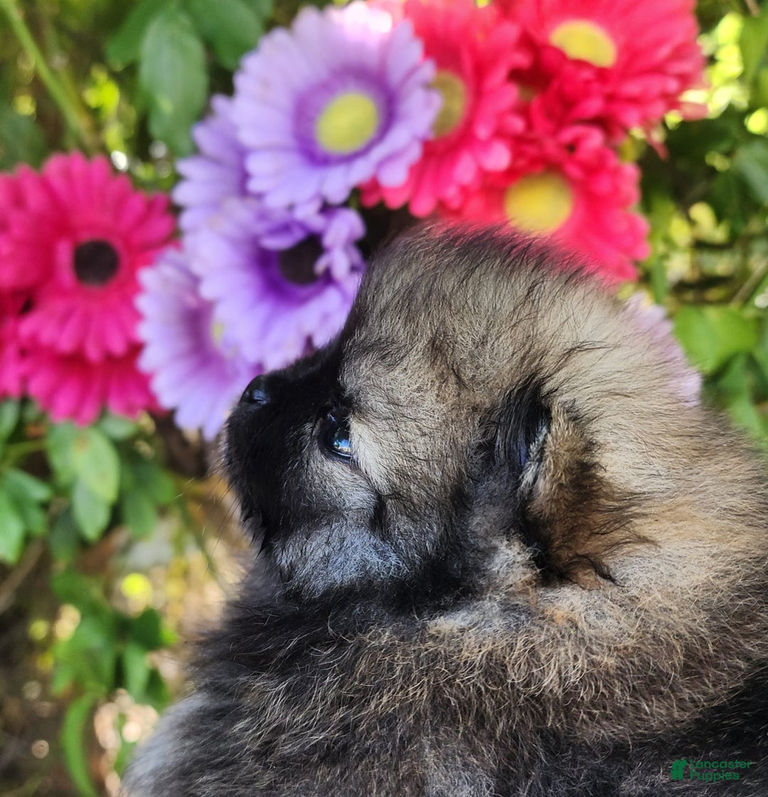 Pomeranian dogs for sale: Sushi - Image 7