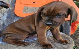 Redbone Coonhound dogs for sale: Winnie - Image 3