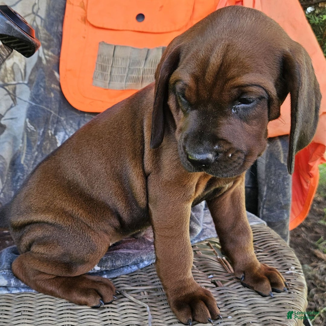Redbone Coonhound dogs for sale: Winnie - Image 3