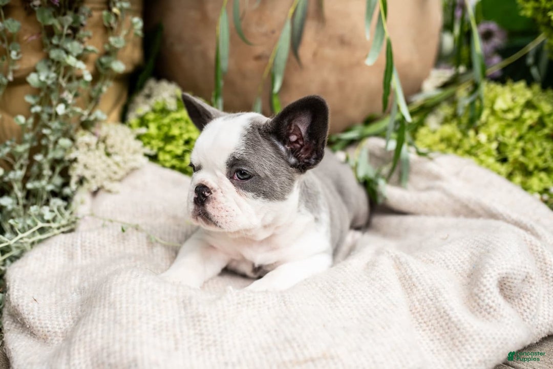 French Bulldog dogs for sale: Honey - Image 6