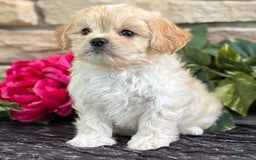 Cavalier King Charles Spaniel dogs for sale: Enzo - Image 6
