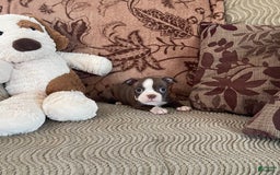 Boston Terrier dogs for sale: Tracy - Image 3