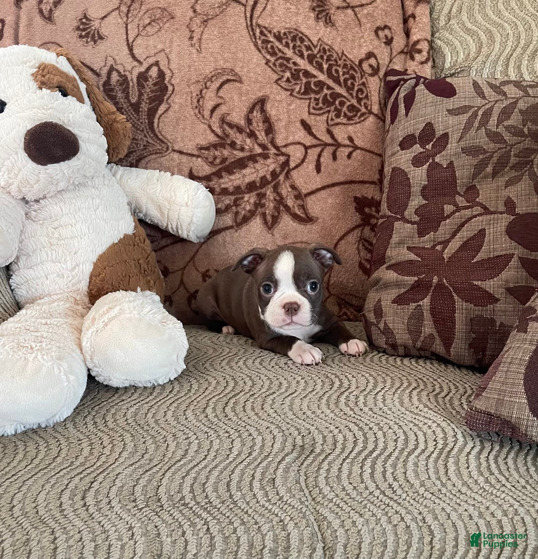 Boston Terrier dogs for sale: Tracy - Image 3