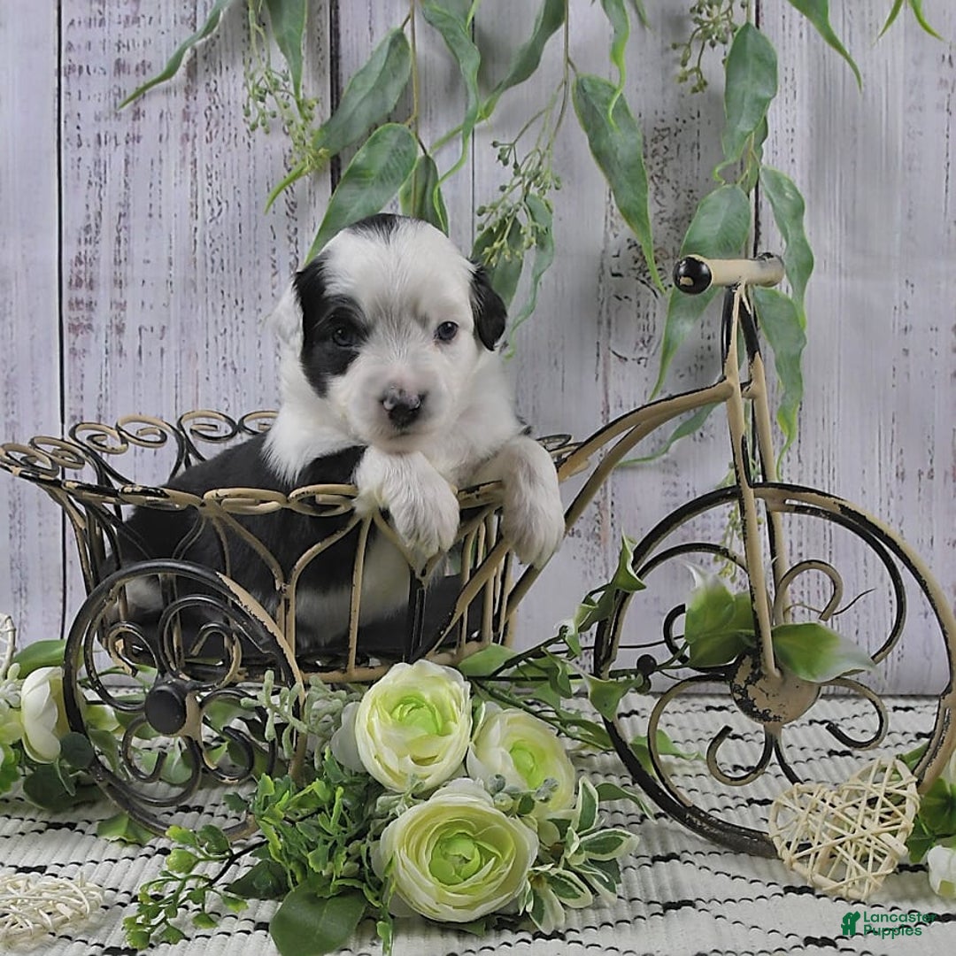 Miniature Australian Shepherd dogs for sale: Axel Toy - Image 3