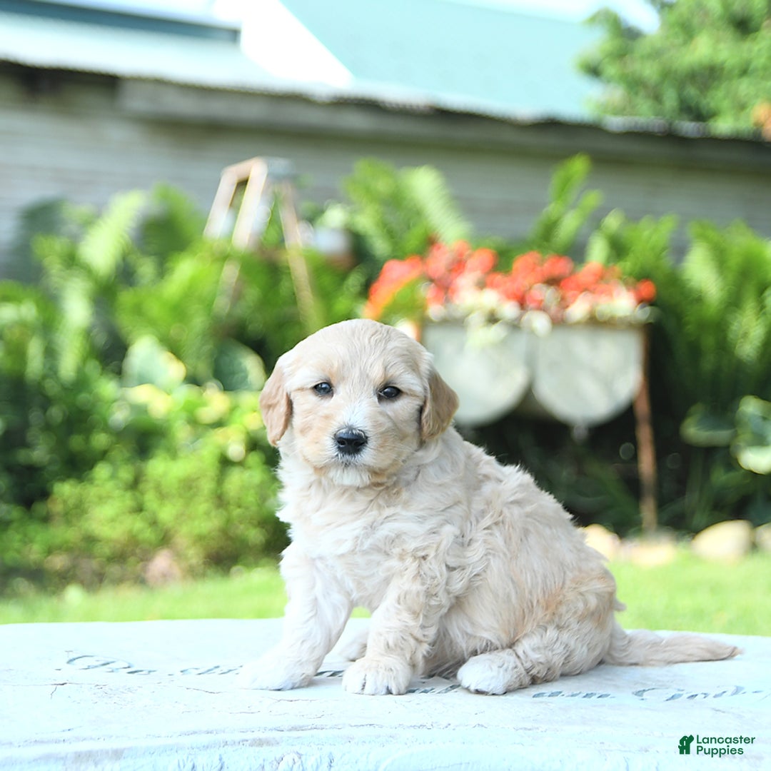 Mini Goldendoodle dogs for sale: Arya - Image 5