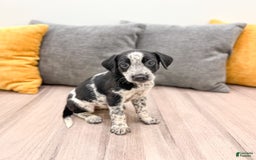 Dalmatian dogs for sale: Minnie - Image 1