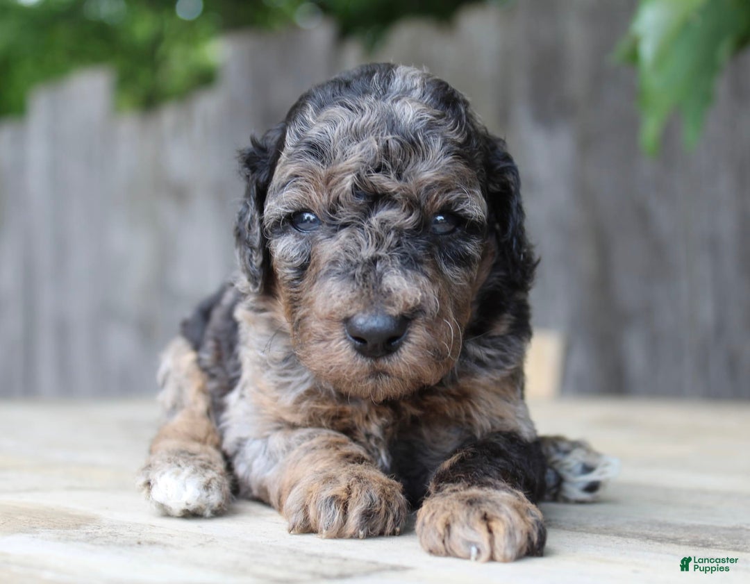 Standard Poodle dogs for sale: Rome Moyen - Image 1