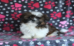 Shih Tzu dogs for sale: Everest - Image 9