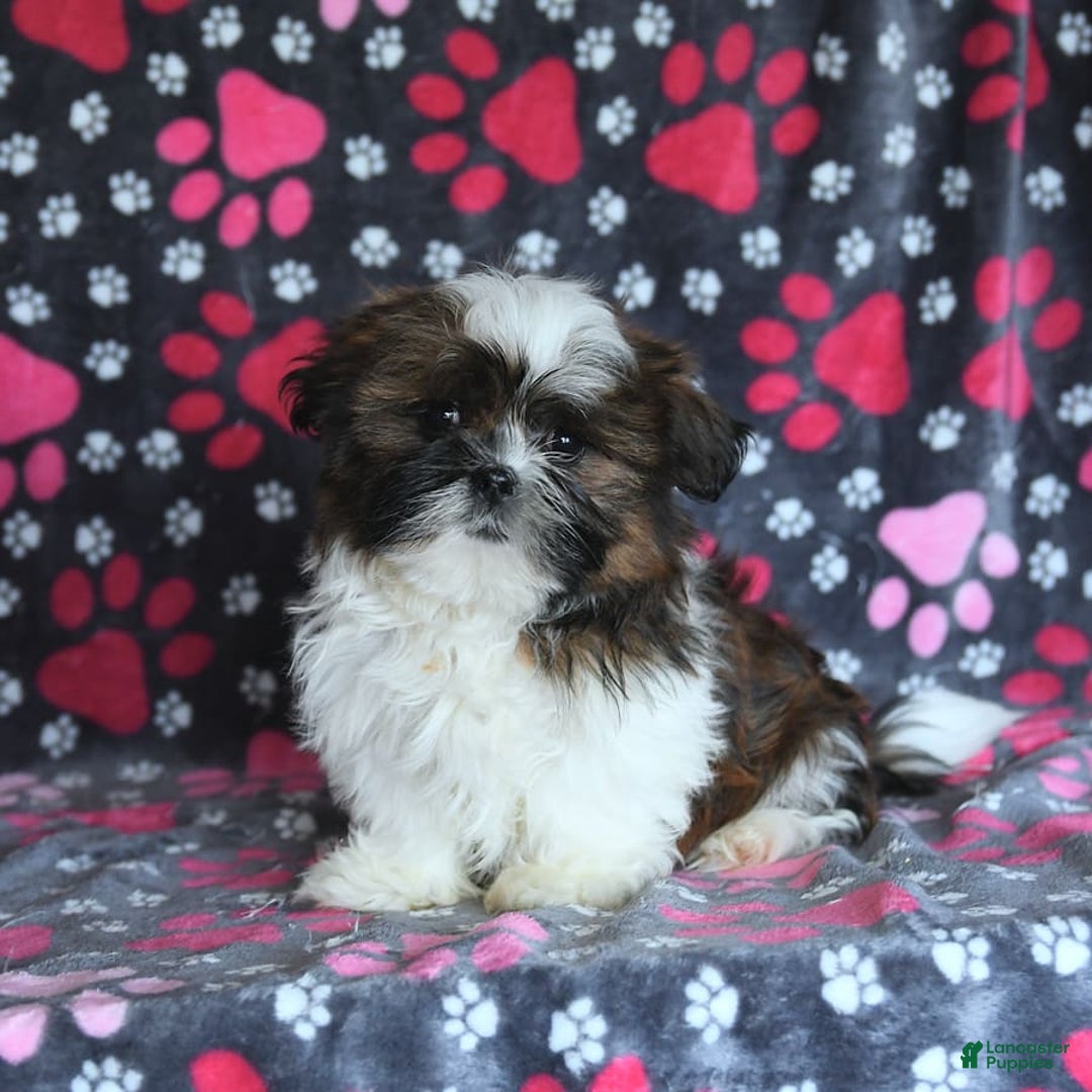 Shih Tzu dogs for sale: Everest - Image 9