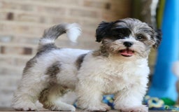 Shihpoo dogs for sale: Huey - Image 4