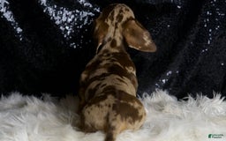 Miniature Dachshund dogs for sale: Piper - Image 5