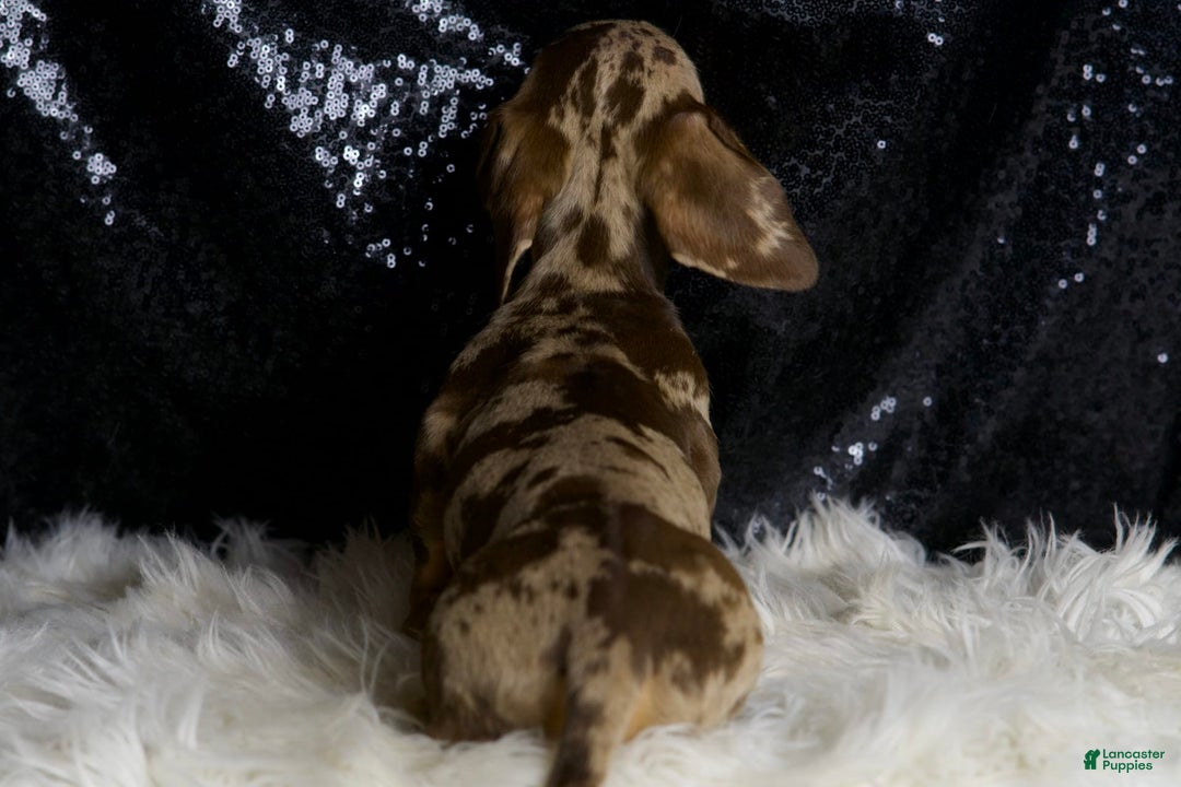 Miniature Dachshund dogs for sale: Piper - Image 5